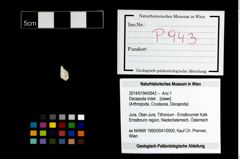 Foto (Objekt + Etikett) von Decapoda indet.  (NHMW-GEO-2014-0194-0943)